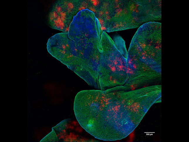 Polymer drug depots in the lungs. Intratracheal delivery was used to deposit polymer microparticle drug depots in the lungs of mice. Shown are multiple lobes of lung with many particle depots. Green: tomato lectin (endothelial staining); cyan: nuclei (DAPI); red: microparticles (DiD). By Greg Szeto/Adelaide Tovar 